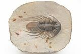Rare, Spiny Kolihapeltis Trilobite - Atchana, Morocco #210271-1